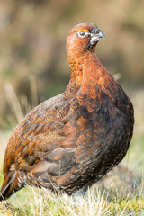 Red Grouse (Lagopus lagopus) Male in Springtime with Red Eyebrow