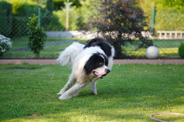 Naklejka na ściany i meble dog running on the grass