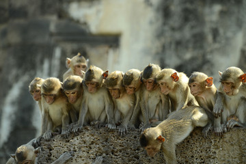 Affentempel und Affen in Lopburi, Thailand