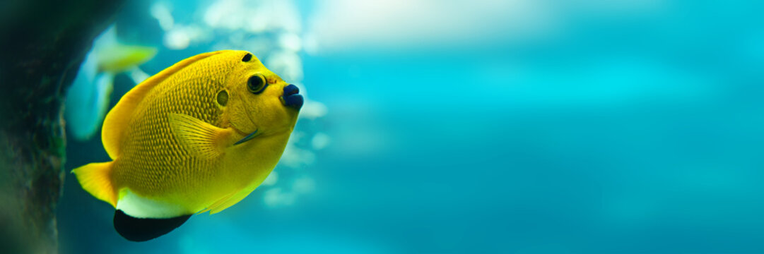 Threespot angelfish (Apolemichthys trimaculatus), yellow tropical fish on panoramic water background, underwater web banner with copy space