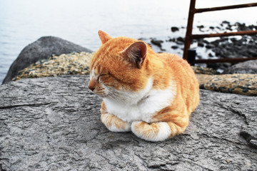  福岡県 相島のねこ