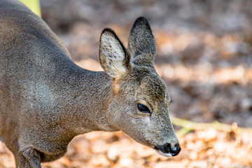 roe deer at field in the wild nature