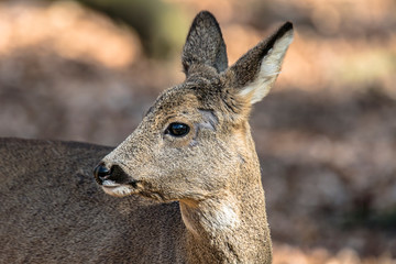 roe deer at field in the wild nature