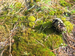 Moss