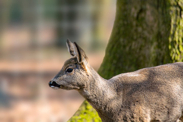 roe deer at field in the wild nature