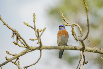 Western Bluebird sitting on a brunch of silk floss tree
