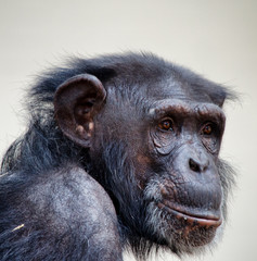 Chimpansee portrait