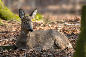 roe deer at field in the wild nature