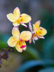 orchidée en fleurs
