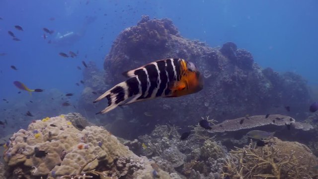 Red Breasted wrasse at Koh Tao
Filmed with:
Sony AX700-4K
-Gates underwater housing