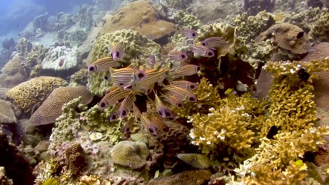 Squirrelfish with Corals on Koh Tao- Thailand 
Filmed with
Sony AX700 1080 HD
Gates Underwater Housing