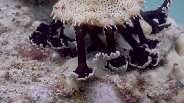 Sea Cucumber on Koh Tao- Thailand  
Filmed with:
Sony AX700  in 4K
Gates Underwater Housing