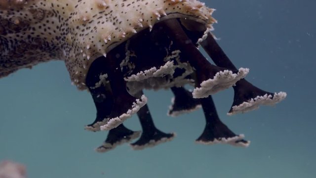 Sea Cucumber on Koh Tao- Thailand  
Filmed with:
Sony AX700  in 4K
Gates Underwater Housing