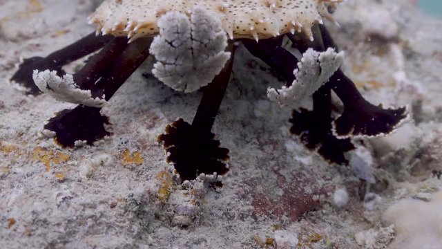 Sea Cucumber on Koh Tao- Thailand  
Filmed with:
Sony AX700  in 4K
Gates Underwater Housing