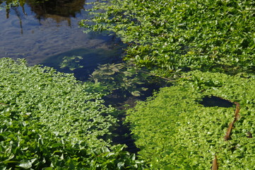 小川と水草
