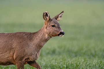 Naklejka na ściany i meble roe deer at field in the wild nature