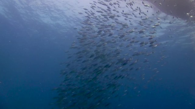 Group of Fusilier at Koh Tao 
Filmed with
- Sony AX700
- Gates Underwater Housing-1080 HD
