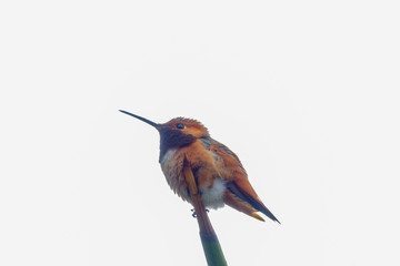 Magnificent hummingbird sitting on the tree