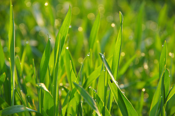 Gr&uuml;nes Gras im Morgentau