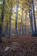 Obraz premium Castañar Del Tiemblo in Autumn. Avila. Spain