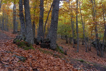 Castañar Del Tiemblo in Autumn. Avila. Spain