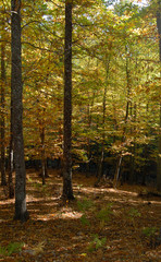 Fototapeta premium Castañar Del Tiemblo in Autumn. Avila. Spain