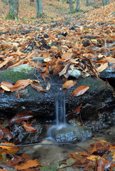 Castañar Del Tiemblo in Autumn. Avila. Spain