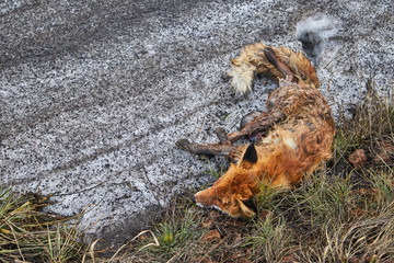 Naklejka na ściany i meble A fox killed by a train. Dead forest animals by the roads. Ecology