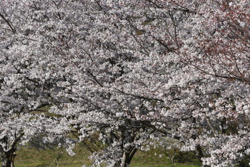 Cherry blossoms in full bloom in a natural park.