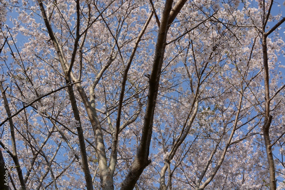 Wall mural Cherry blossoms in full bloom in a natural park.