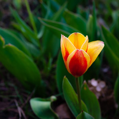 Kwiaty - tulipan