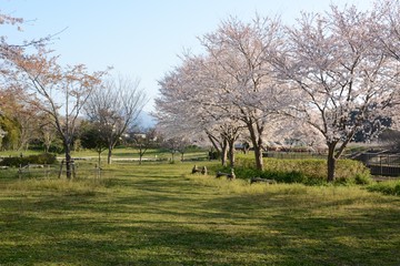 Cherry blossoms in full bloom in a natural park.