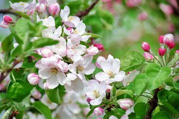 Fototapeta na wymiar Fruit Apple Tree Blooming with Pinkish Blossom