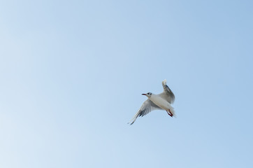 Seagull flying in the blue sky over the sea.