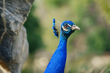 Obraz premium Close up shot of a peacock head
