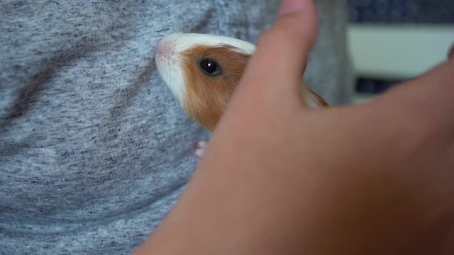 Closeup view of cute small white and brown baby guinea pig in hands of little kid. Slow motion full hd video footage.