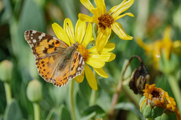 Painted lady eating in the Jacobaea vulgaris