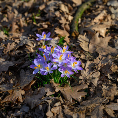 Krokus mit Biene im Stadtpark Hamburg