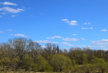 Nadwiślańska flora poziomo
