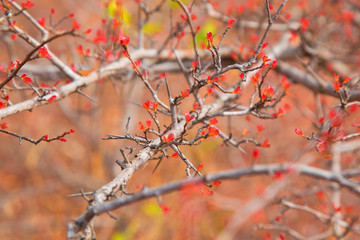  The background of soft red leaves in the spring.