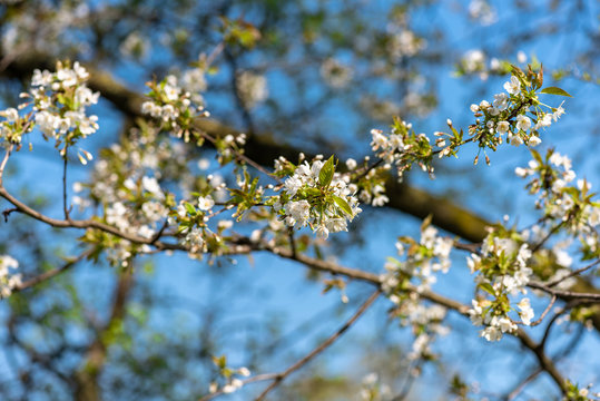 Frühling