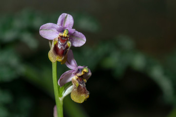 Fototapeta na wymiar Ophrys apifera orchid