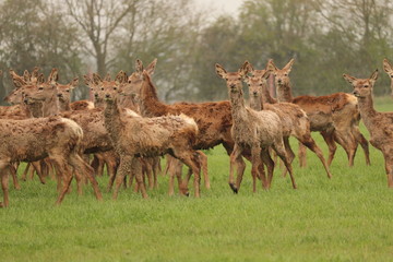 Naklejka na ściany i meble herd of young reindeer in a field coats falling off due to age