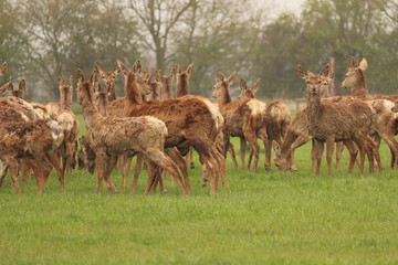Naklejka na ściany i meble herd of young reindeer in a field coats falling off due to age