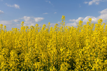 Obraz premium Yellow field of flowering rapeseed and blue sky