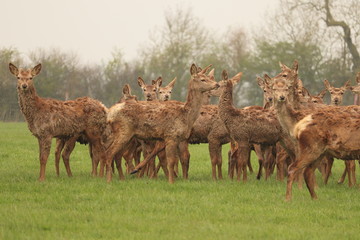 herd of young reindeer in a field coats falling off due to age