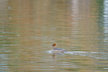 Single Hooded Merganser swimming in a lake