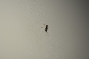 an insect mosquito