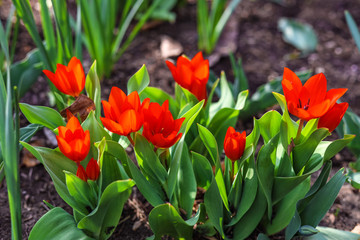 Red dwarf tulips in April