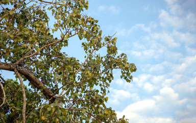 giant tree on sky beauty in nature